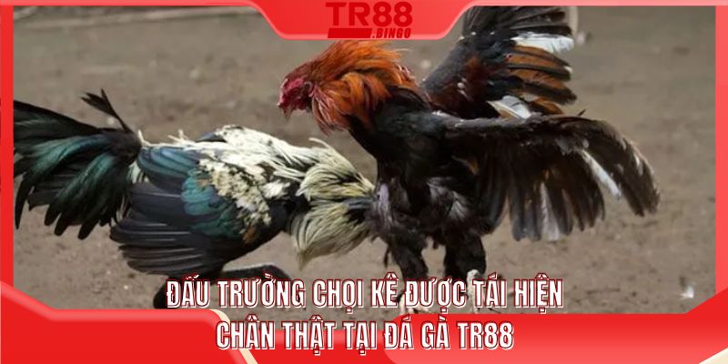 Đấu trường chọi kê được tái hiện chân thật tại đá gà TR88